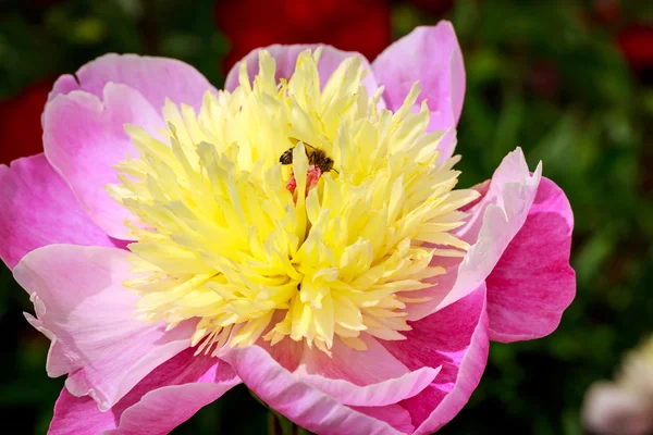 Peônia bonita em flor cheia — Fotografia de Stock