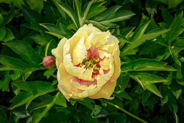 Beautiful Peony in Full Blossom — Stock Photo, Image