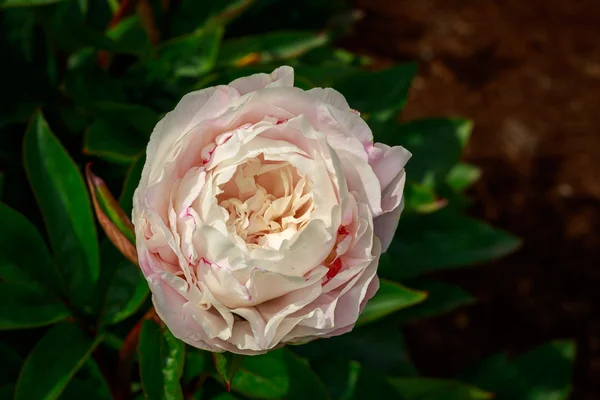 Schöne Pfingstrose in voller Blüte — Stockfoto