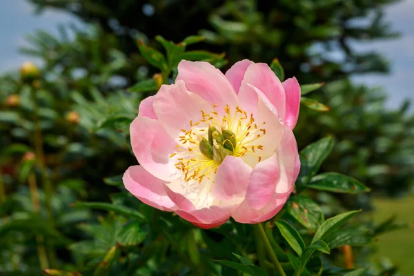 Beautiful Peony in Full Blossom — Stock Photo, Image
