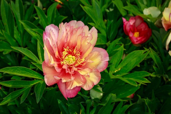 Peônia bonita em flor cheia — Fotografia de Stock