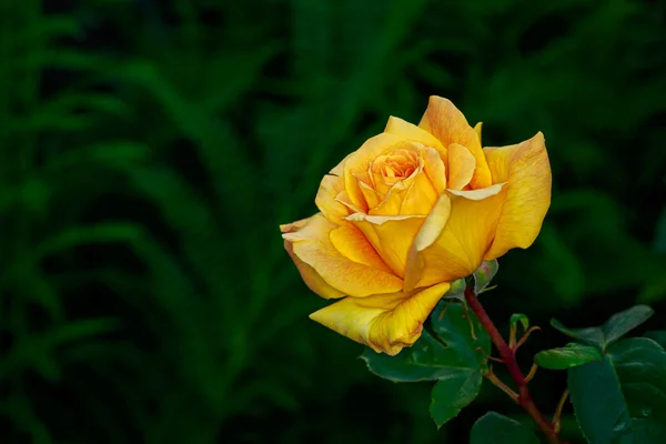 Hermosa rosa en plena floración — Foto de Stock