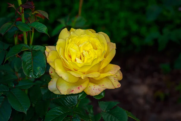 Hermosa rosa en plena floración — Foto de Stock