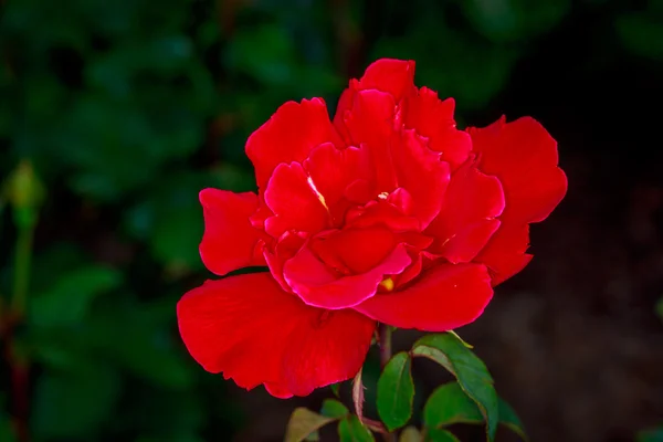 Schöne Rose in voller Blüte — Stockfoto