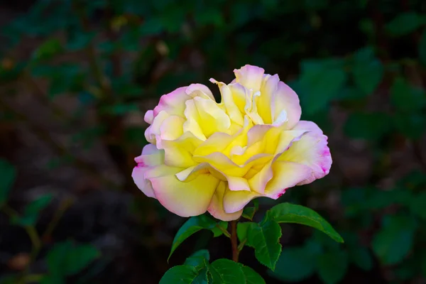 Hermosa rosa en plena floración — Foto de Stock