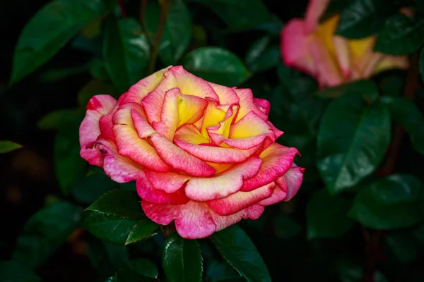 Hermosa rosa en plena floración — Foto de Stock