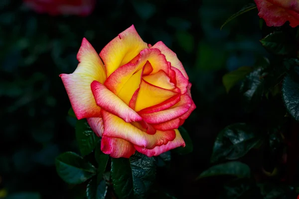 Hermosa rosa en plena floración — Foto de Stock