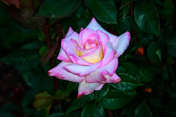 Hermosa rosa en plena floración — Foto de Stock