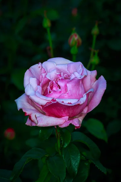 Hermosa rosa en plena floración — Foto de Stock