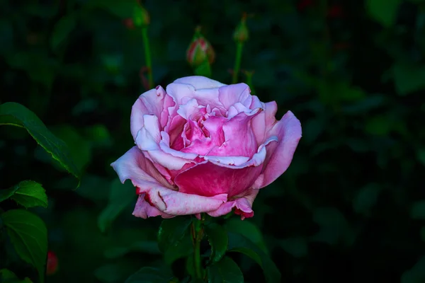 Hermosa rosa en plena floración —  Fotos de Stock