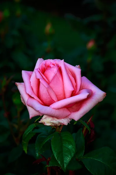 Hermosa rosa en plena floración — Foto de Stock