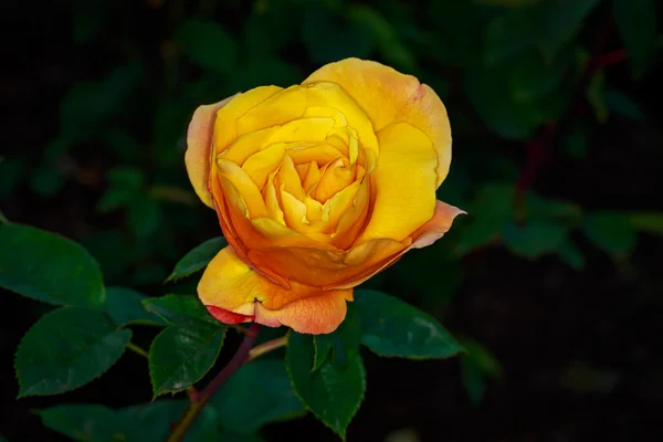 Hermosa rosa en plena floración —  Fotos de Stock