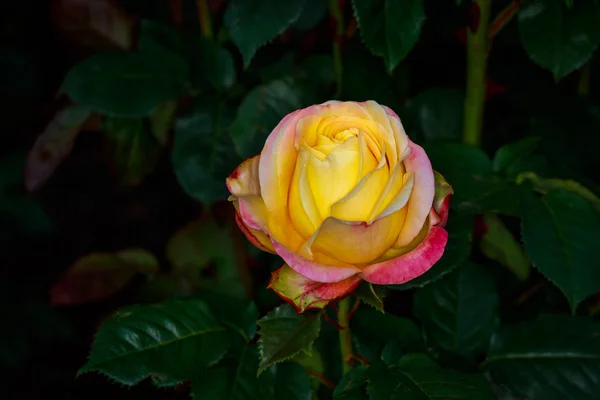 Hermosa rosa en plena floración — Foto de Stock