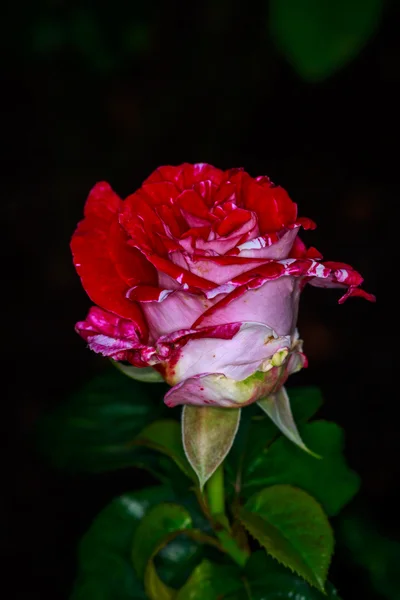 Tam çiçeği güzel gül — Stok fotoğraf