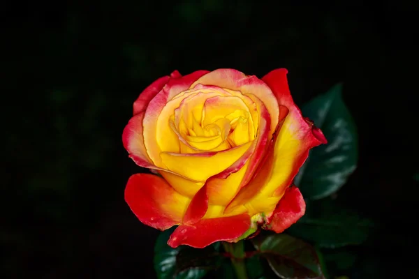 Vacker ros i Full Blossom — Stockfoto