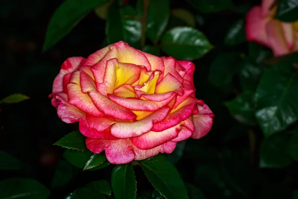 Hermosa rosa en plena floración —  Fotos de Stock