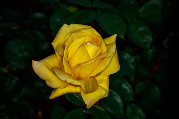 Όμορφο τριαντάφυλλο στο πλήρες άνθος — Φωτογραφία Αρχείου