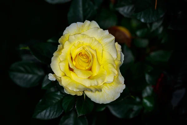 Tam çiçeği güzel gül — Stok fotoğraf