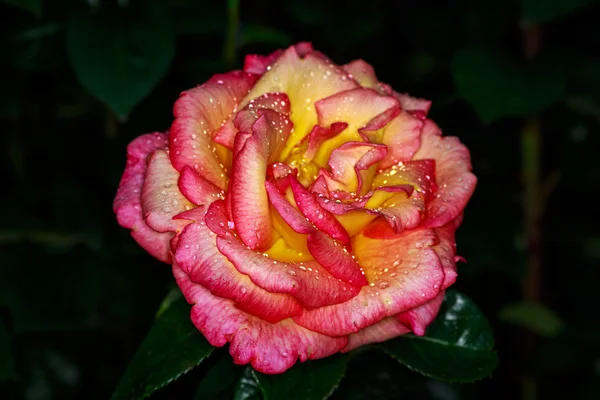 Rosa fragante en plena floración —  Fotos de Stock