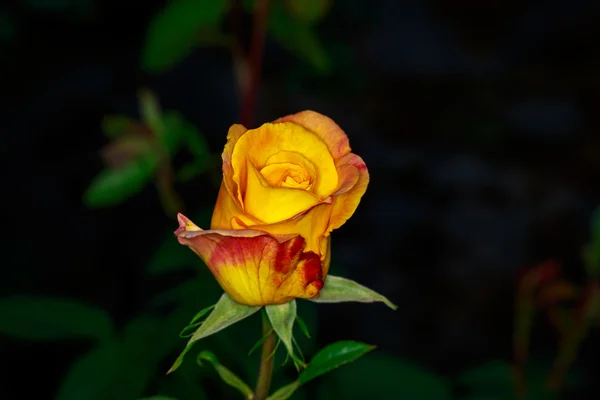 Złota róża — Zdjęcie stockowe