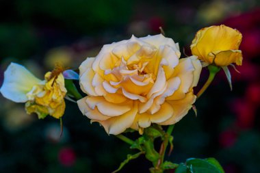 Tam çiçeği güzel gül