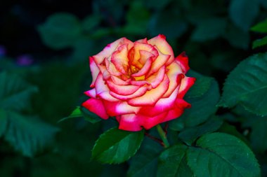 Tam çiçeği güzel gül