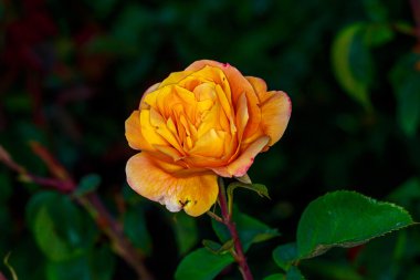 Tam çiçeği güzel gül