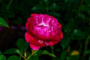 Tam çiçeği güzel gül