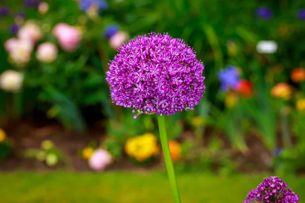 Allium — Stock Photo, Image