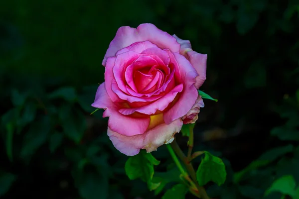 Rosa bonita em flor cheia — Fotografia de Stock