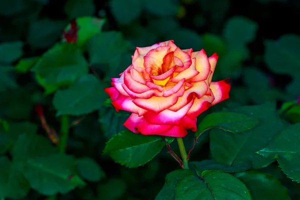 Rosa bonita em flor cheia — Fotografia de Stock