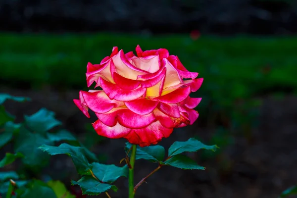 Beautiful Rose in Full Blossom — Stock Photo, Image