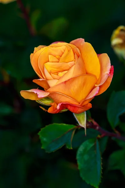 Hermosa rosa en plena floración — Foto de Stock