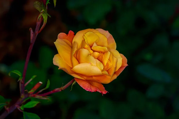 Bella Rosa in fiore pieno — Foto Stock