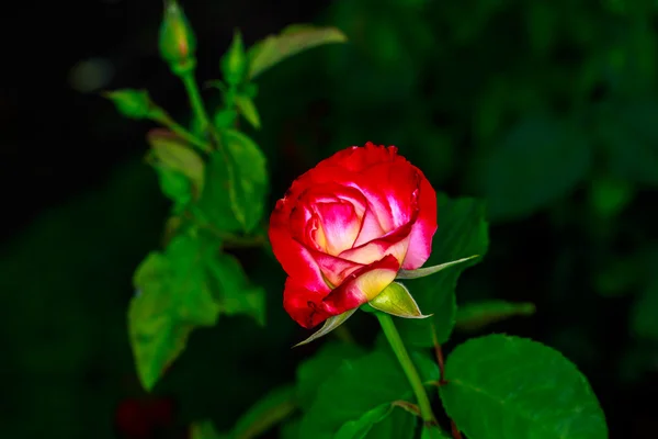 Schöne Rose in voller Blüte — Stockfoto
