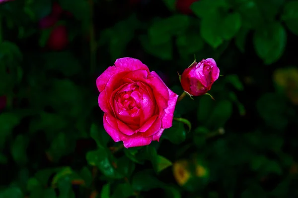 Rosa bonita em flor cheia — Fotografia de Stock