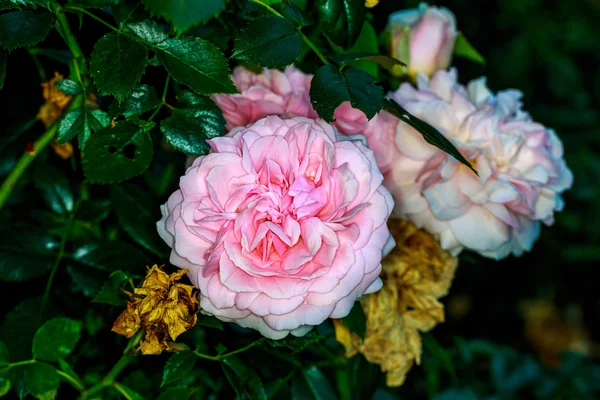 Vacker ros i Full Blossom — Stockfoto
