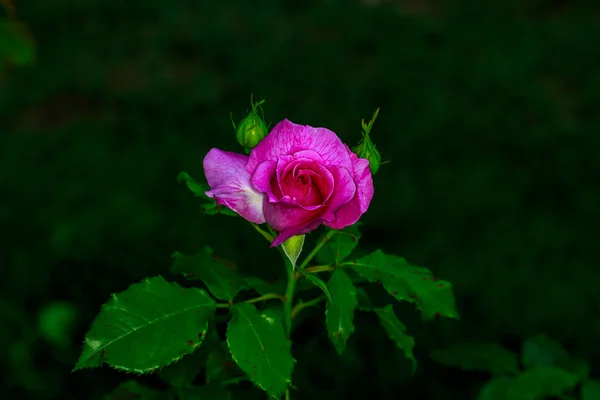 Schöne Rose in voller Blüte — Stockfoto