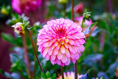 Bahçede güzel bir yıldız çiçeği