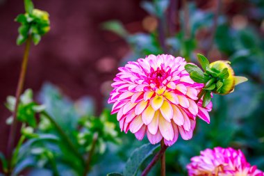 Bahçede güzel bir yıldız çiçeği