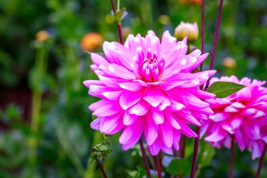 Bahçede güzel bir yıldız çiçeği