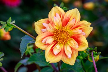 Bahçede güzel bir yıldız çiçeği