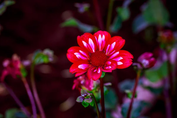 Vacker dahlia i trädgården — Stockfoto