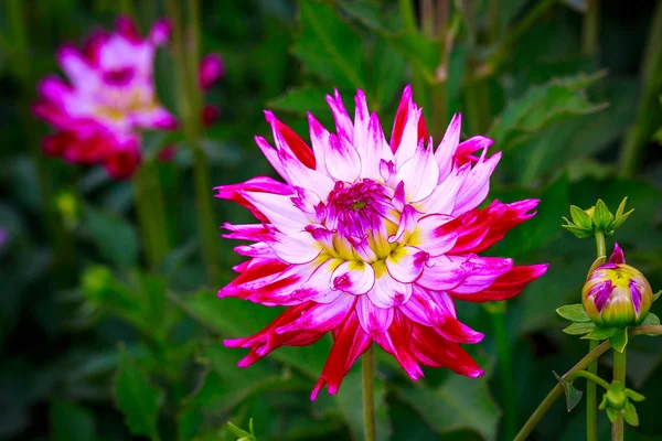 Vacker dahlia i trädgården — Stockfoto