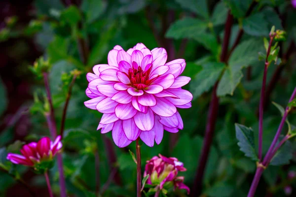 Vacker dahlia i trädgården — Stockfoto