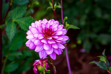 Bahçede güzel bir yıldız çiçeği