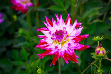 Bahçede güzel bir yıldız çiçeği