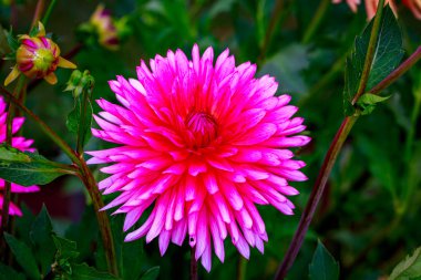 Bahçede güzel bir yıldız çiçeği