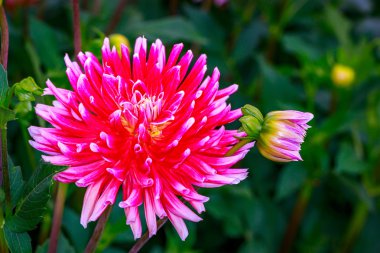 Bahçede güzel bir yıldız çiçeği