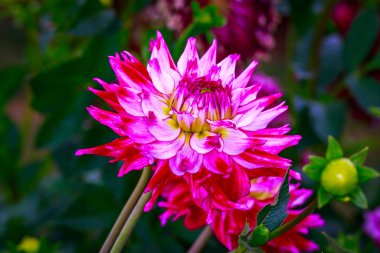 Bahçede güzel bir yıldız çiçeği